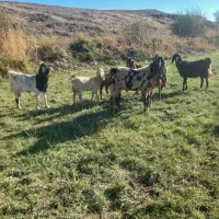 بز بزغاله گوسفند