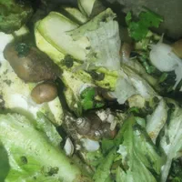 حلزون پرورشی 200تا300کوجک وبزرگ ریز درشت|خزنده|کرمان, |دیوار