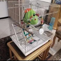 قفس بزرگ پرنده نو نو با همه وسایل کامل