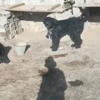 سگ گله جنوری آدمی همچی ب شرط|سگ|اصفهان, دانشگاه افسری امیرالمومنین|دیوار