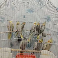 عروس هلندی|پرنده|باقرشهر, |دیوار