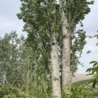 خرید فروش چوب خشک و تر به مدیریت بابایی|خدمات باغبانی و درختکاری|ارومیه, |دیوار