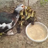 اردک خارجی تعداد ۲۱عدد بدون مادر فروخته میشود|حیوانات مزرعه|قائمشهر, |دیوار