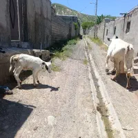 گاوپرشیری جوان