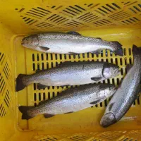 ماهی قزل آلاو سالمون