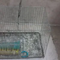 قفس سهره