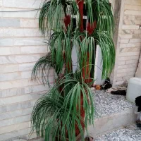 درخت مصنوعی برای فروش قیمت ۵۰۰ تومن