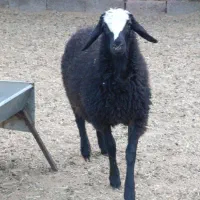 بره ماده شال اصل