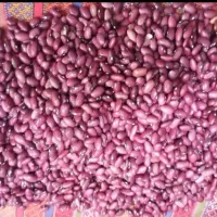 فروش ۵تن لوبیا