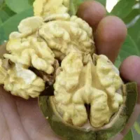 خرید عمده گلابی خوج محلی و گردو از کشاورز|خدمات باغبانی و درختکاری|لاهیجان, یوسف آباد|دیوار