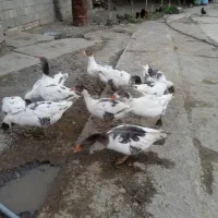 فروش ۱۱عدد غاز سرحال|حیوانات مزرعه|کرمانشاه, |دیوار
