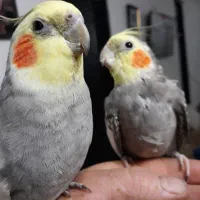 سلام عروس هلندی هردونر معاوضه باقناری نر|پرنده|رشت, پاره بیجار|دیوار