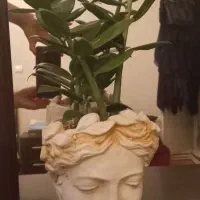 بن سای زاموفیلیا|گل و گیاه طبیعی|تهران, میرداماد|دیوار