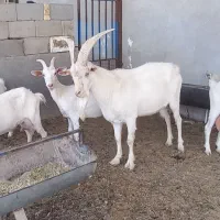 ۴ بز سانن و ۱ نر بز|حیوانات مزرعه|یزد, |دیوار