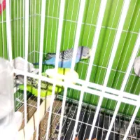 یک جفت مرغ عشق مولد تخم گزارش سالم