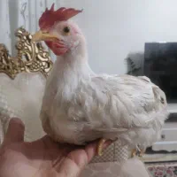 جوجه