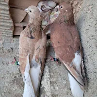 کبوتر|پرنده|سبزوار, هویزه|دیوار