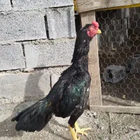 لاری ۹ماهه|حیوانات مزرعه|سرپل ذهاب, |دیوار