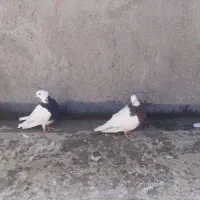 طوقی