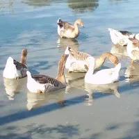 قوغاز و غاز سنگین وزن ۴۰ عدد|حیوانات مزرعه|گوراب زرمیخ, |دیوار