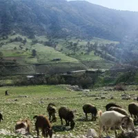 تعداد ۲۷ بز خوب به فروش میرسد|حیوانات مزرعه|یاسوج, |دیوار