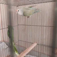 طوطی برزیلی ماده|پرنده|کرمانشاه, |دیوار