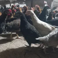 نیمچه مرغ مرندی