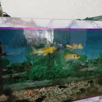 فروش آکواریوم با پایه فروزه وسائل کامل|ماهی|اصفهان, جلفا|دیوار