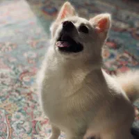 پامرین اشپیتز