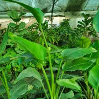 گلهای زینتی .آپارتمانی.بیرونی. کاکتوس.