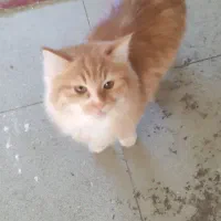 واگذاری حیوان خانگی|گربه|کرمان, |دیوار