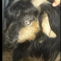 فروش 25راس بز