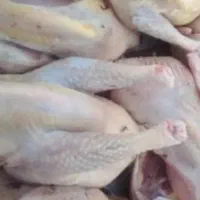 بچه خروس محلی باری تمیز شده