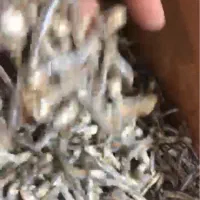 فروش ماهی متوتا درجه ۲|ماهی|قشم, |دیوار