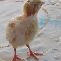 جوجه بلدرچین یکماهه|پرنده|اصفهان, خلجا|دیوار