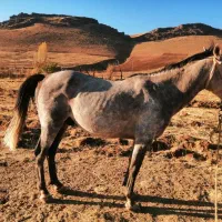 اسب نریان نژاد کورد|اسب و تجهیزات اسبسواری|سنندج, |دیوار