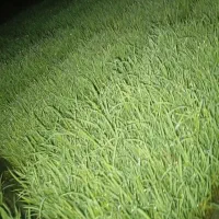 قالب توم هاشمی