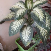 چند عدد گل زیبا|گل و گیاه طبیعی|یاسوج, |دیوار