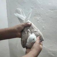 جفت دوکت کاکل