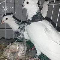 طوقی|پرنده|ایذه, |دیوار