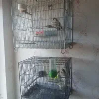 سهره