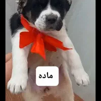 توله سگ|سگ|نیشابور, مازول|دیوار