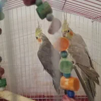 یک‌جفت عروس هلندی