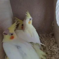 یک جفت جوجه لوتینو رنگ خاص