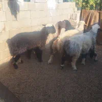 ۵ راس بره ترکی ماده درجه یک