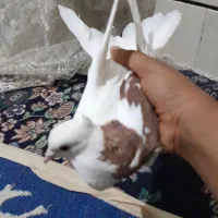 کبوتر