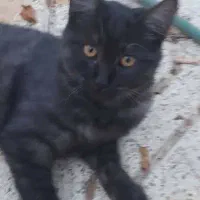 واگذاری رایگان گربه به سرپرست متعهد