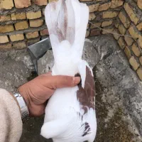 کبوتر پریشی ساعت سنگین معاوضه باماده