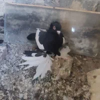 کویچح ارکح قلخلی|پرنده|باسمنج, |دیوار