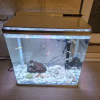 اکواریوم|ماهی|ری, دولت‌آباد|دیوار